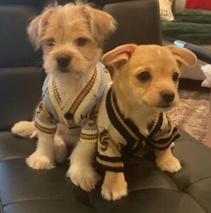 Cute Bear Patterned Pet Sweater XS